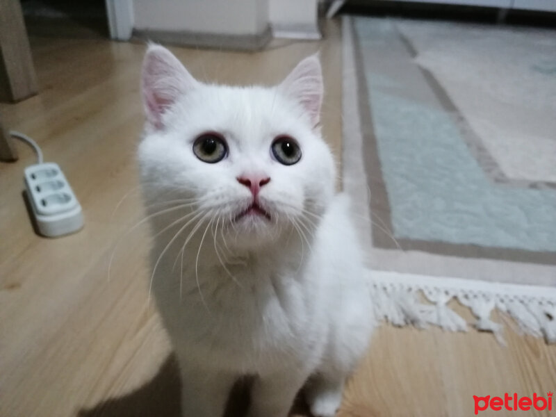 British Shorthair, Kedi  Mızmız fotoğrafı