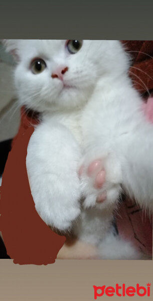 British Shorthair, Kedi  Mızmız fotoğrafı