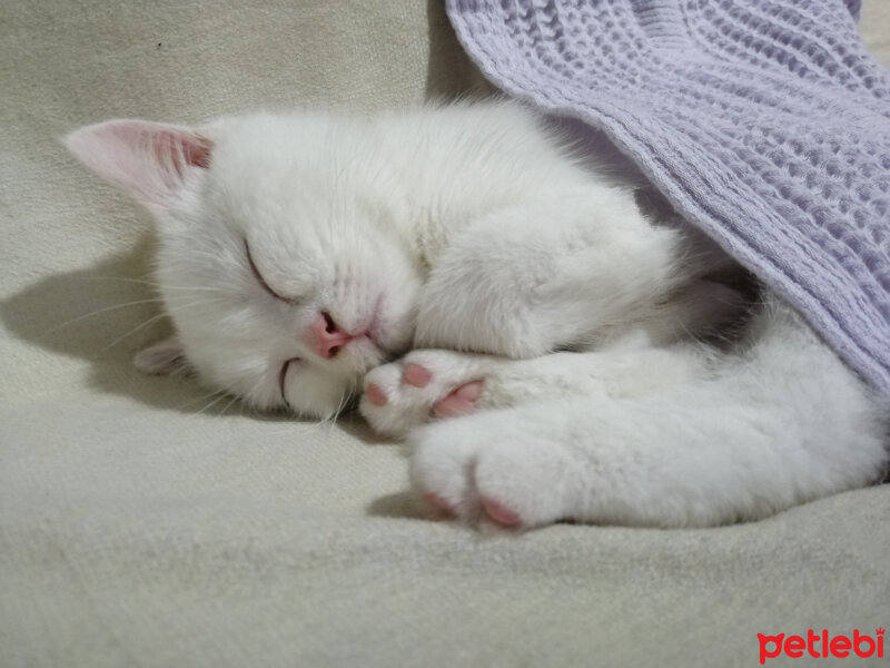 British Shorthair, Kedi  Mızmız fotoğrafı