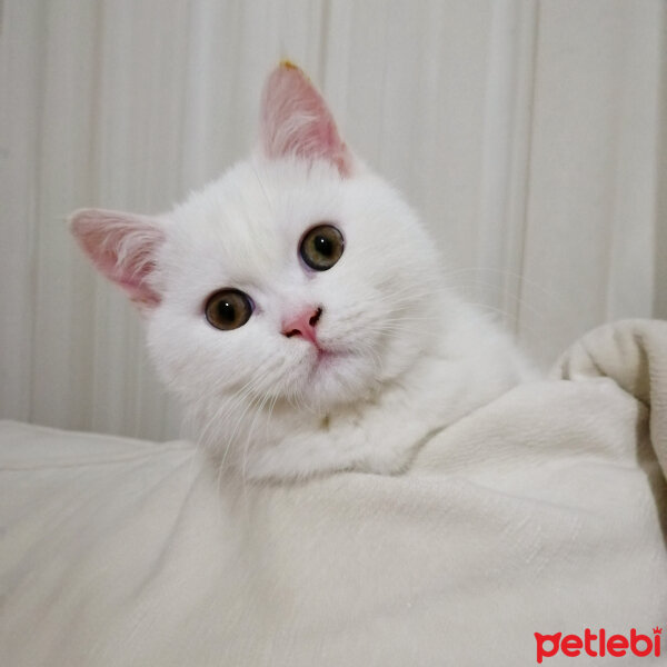 British Shorthair, Kedi  Mızmız fotoğrafı