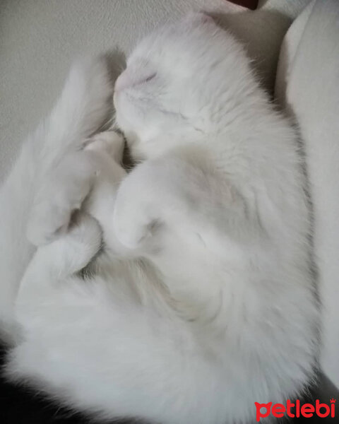 British Shorthair, Kedi  Mızmız fotoğrafı