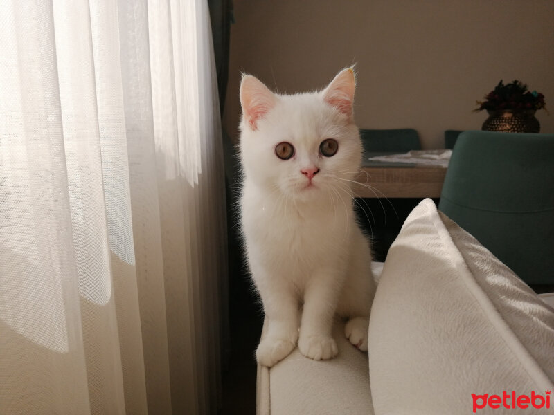 British Shorthair, Kedi  Mızmız fotoğrafı