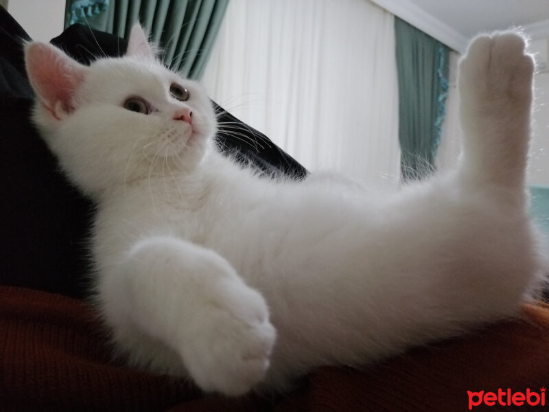 British Shorthair, Kedi  Mızmız fotoğrafı