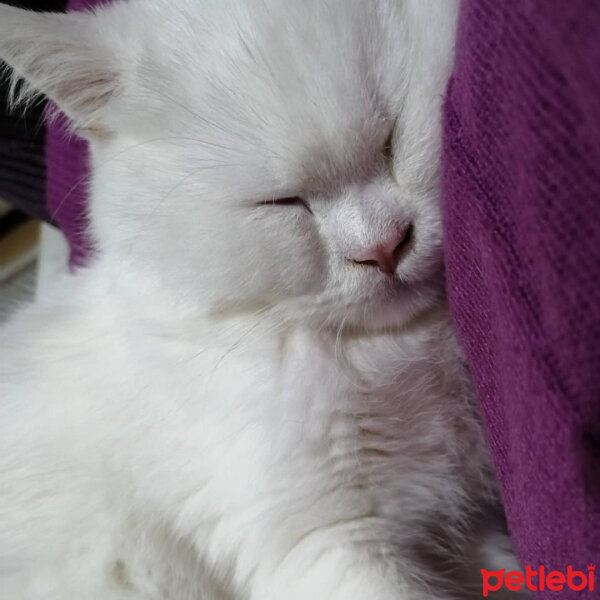 British Shorthair, Kedi  Mızmız fotoğrafı