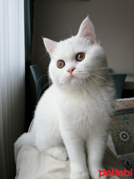 British Shorthair, Kedi  Mızmız fotoğrafı