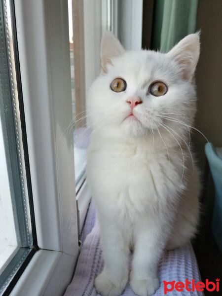 British Shorthair, Kedi  Mızmız fotoğrafı