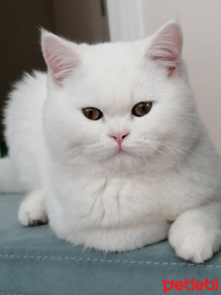 British Shorthair, Kedi  Mızmız fotoğrafı