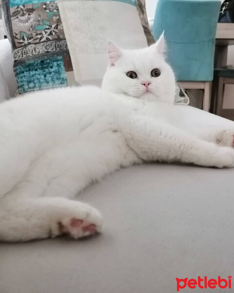 British Shorthair, Kedi  Mızmız fotoğrafı