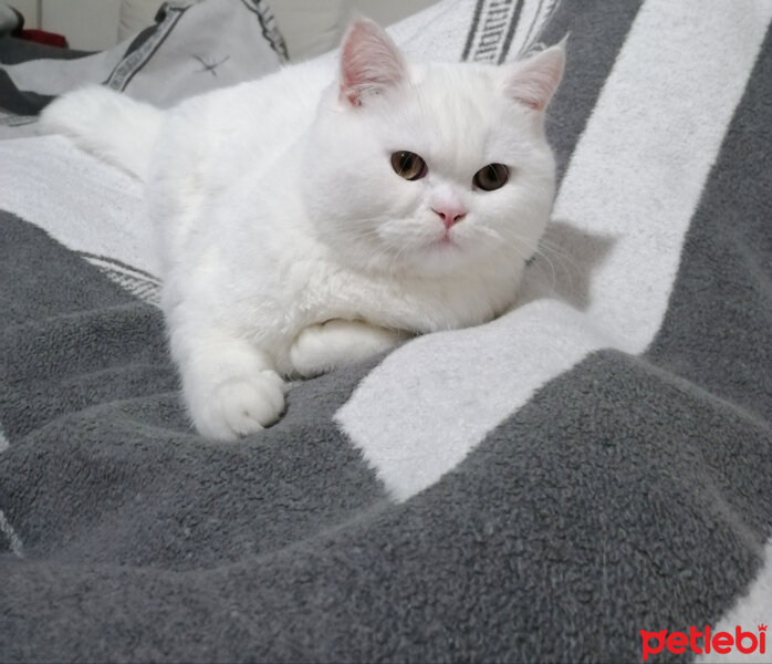 British Shorthair, Kedi  Mızmız fotoğrafı