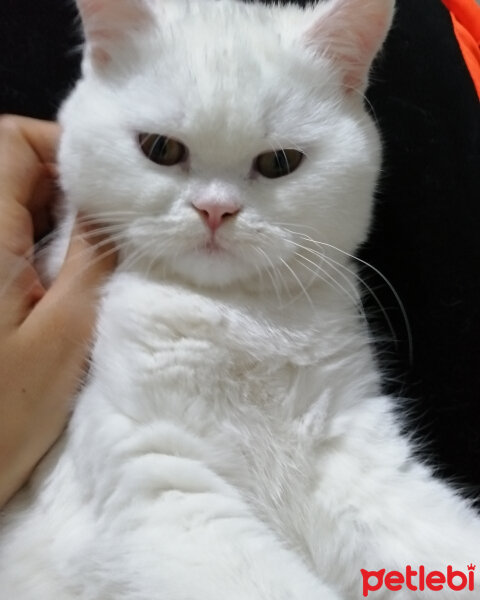 British Shorthair, Kedi  Mızmız fotoğrafı