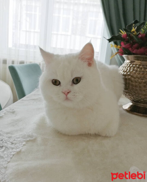 British Shorthair, Kedi  Mızmız fotoğrafı