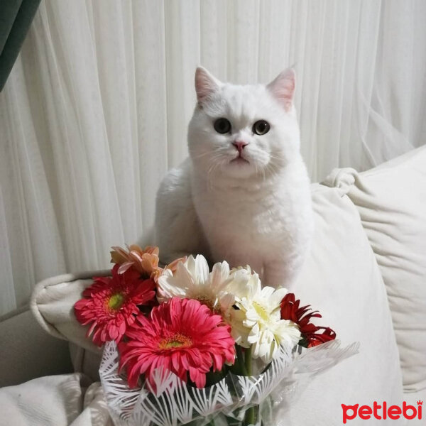 British Shorthair, Kedi  Mızmız fotoğrafı