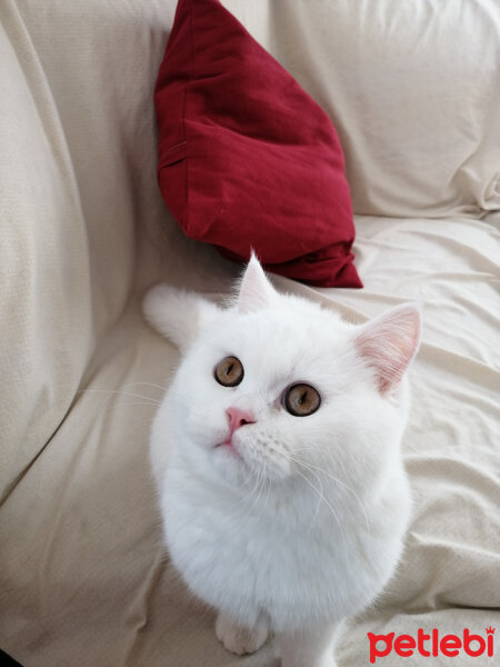 British Shorthair, Kedi  Mızmız fotoğrafı