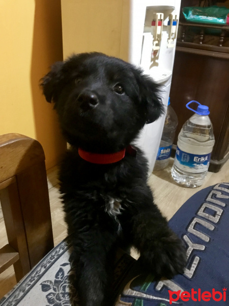 Sokö (Sokak Köpeği), Köpek  Vegas fotoğrafı