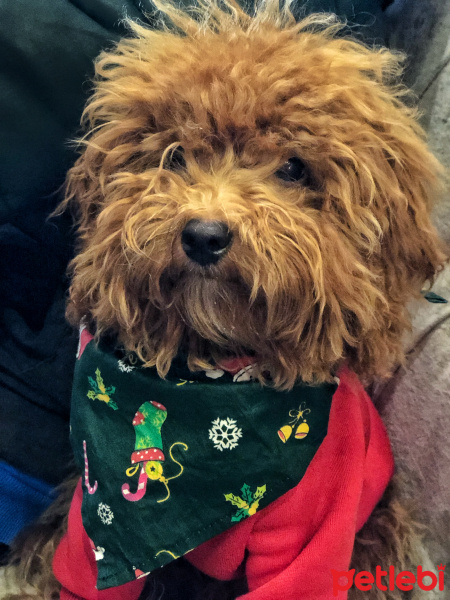 Poodle(Standart Kaniş), Köpek  Ceo fotoğrafı