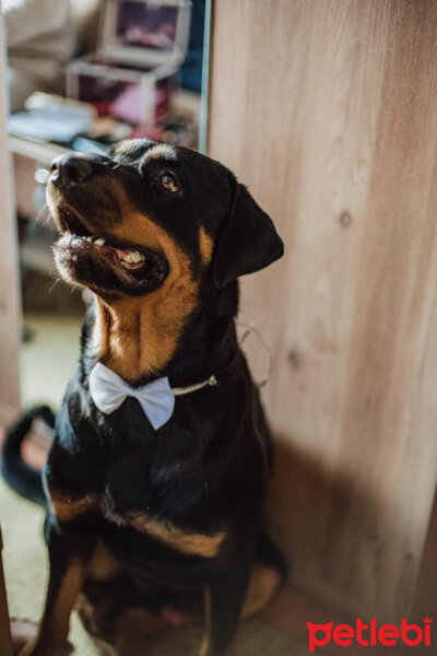 Rottweiler, Köpek  Cesur fotoğrafı