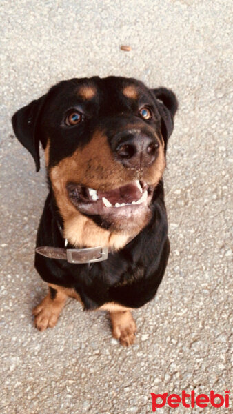 Rottweiler, Köpek  Cesur fotoğrafı