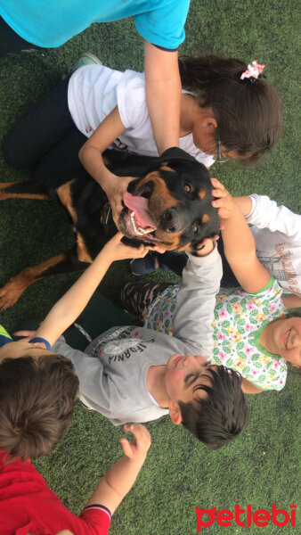 Rottweiler, Köpek  Cesur fotoğrafı