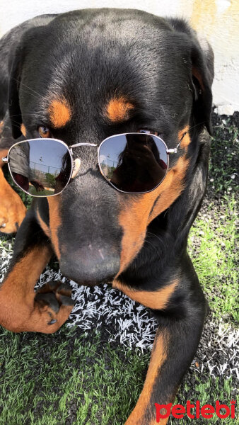 Rottweiler, Köpek  Cesur fotoğrafı