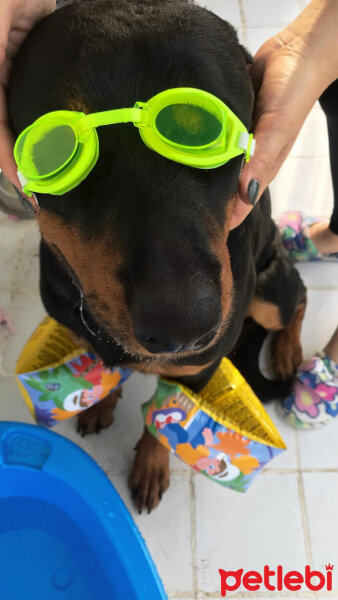 Rottweiler, Köpek  Cesur fotoğrafı