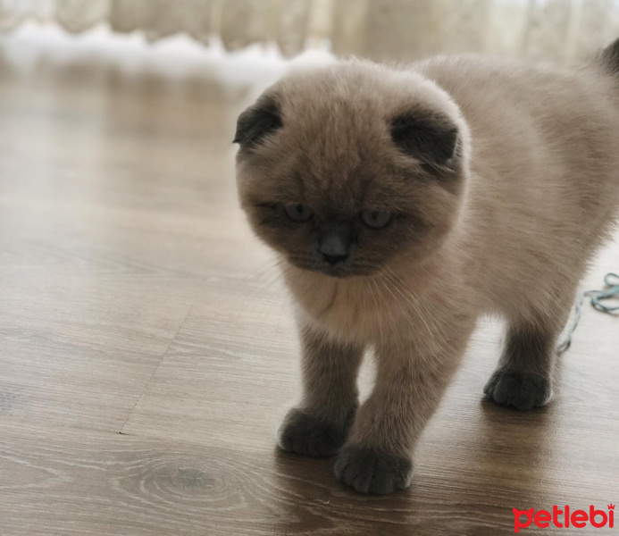 Scottish Fold, Kedi  maya fotoğrafı