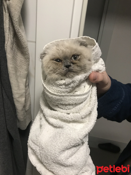 Scottish Fold, Kedi  maya fotoğrafı