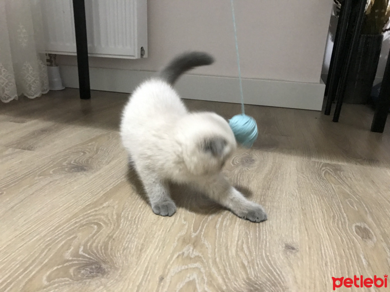 Scottish Fold, Kedi  maya fotoğrafı