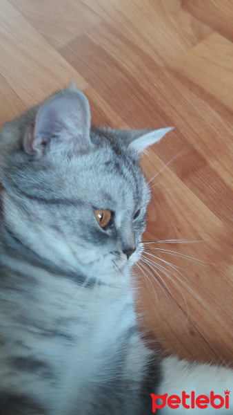 British Shorthair, Kedi  Chia fotoğrafı