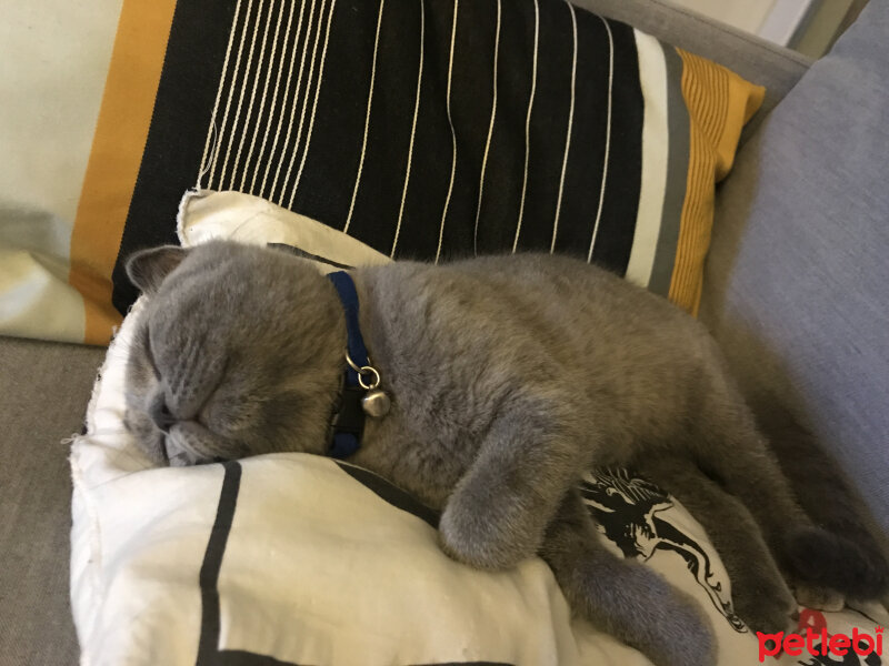 Scottish Fold, Kedi  Lily fotoğrafı