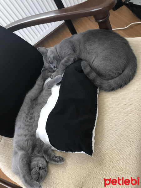 Scottish Fold, Kedi  Lily fotoğrafı