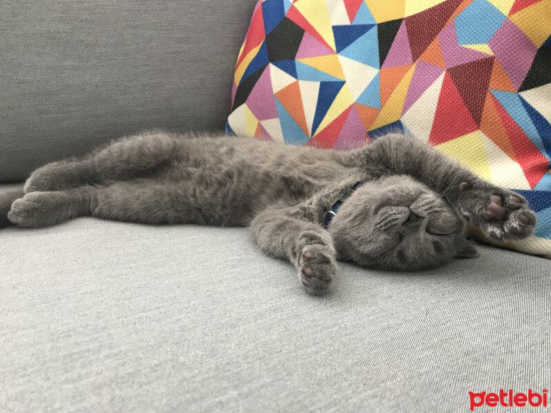 Scottish Fold, Kedi  Lily fotoğrafı