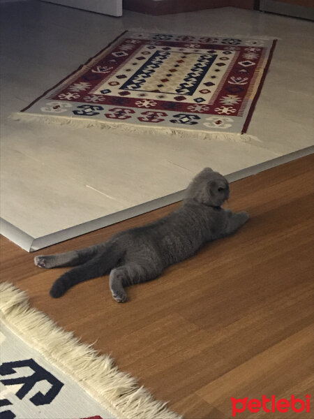 Scottish Fold, Kedi  Lily fotoğrafı