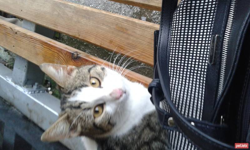 Tekir Kedi, Kedi  badem fotoğrafı