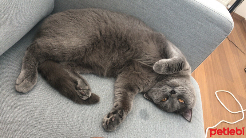 British Shorthair, Kedi  Leo fotoğrafı