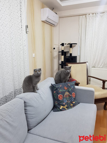 British Shorthair, Kedi  Leo fotoğrafı