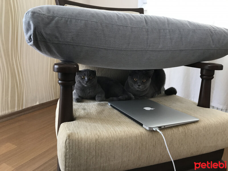 British Shorthair, Kedi  Leo fotoğrafı