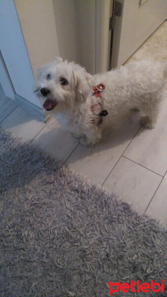 Sealyham Terrier, Köpek  Köpük fotoğrafı