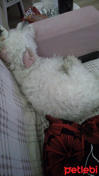 Sealyham Terrier, Köpek  Köpük fotoğrafı