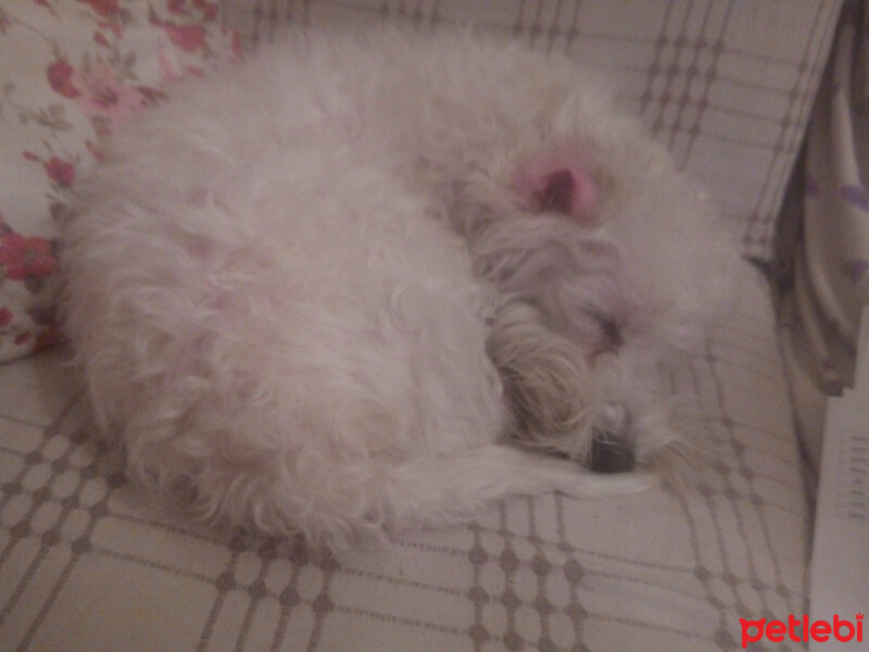 Sealyham Terrier, Köpek  Köpük fotoğrafı