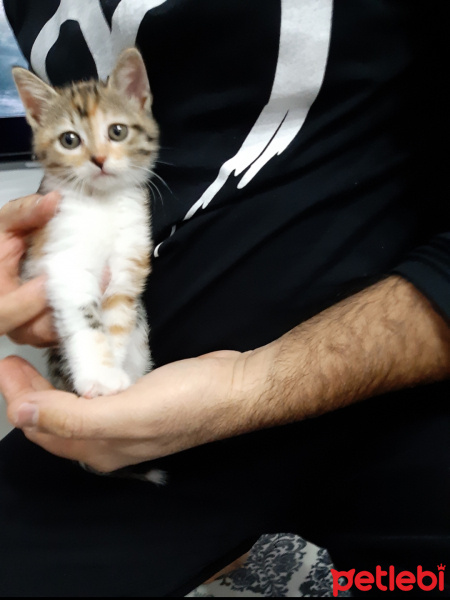 Tekir Kedi, Kedi  KONTES fotoğrafı