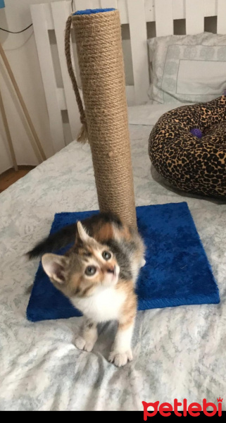 Tekir Kedi, Kedi  KONTES fotoğrafı