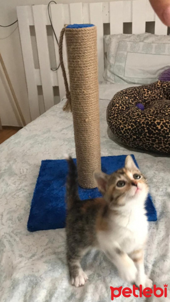 Tekir Kedi, Kedi  KONTES fotoğrafı