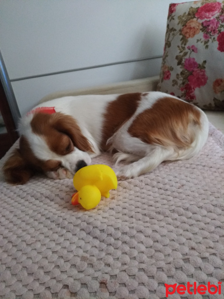 Cavalier King Charles Spanieli, Köpek  Leydi fotoğrafı