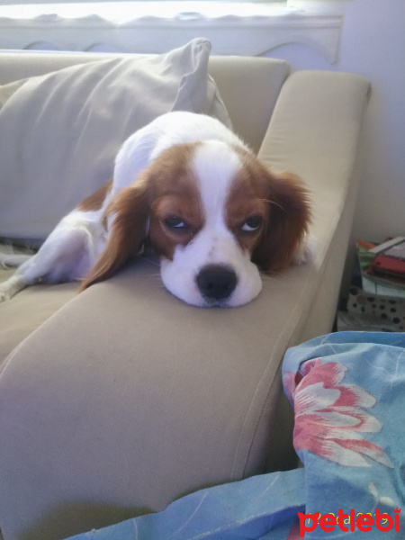 Cavalier King Charles Spanieli, Köpek  Leydi fotoğrafı
