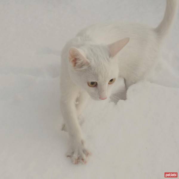 Ankara Kedisi, Kedi  Kaymak fotoğrafı