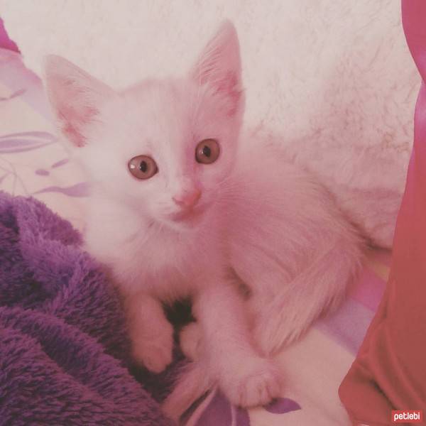 Ankara Kedisi, Kedi  Kaymak fotoğrafı