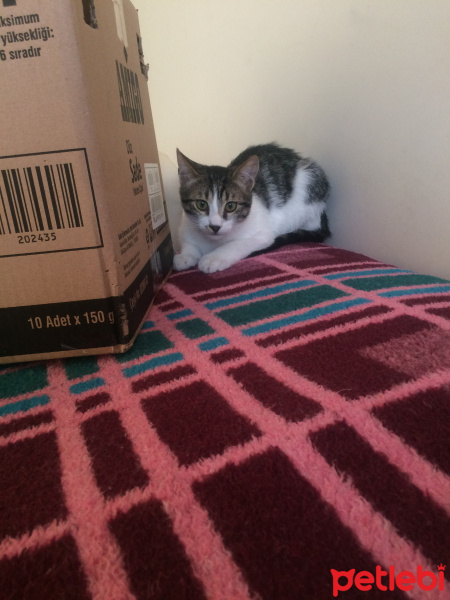 Tekir Kedi, Kedi  Pati fotoğrafı