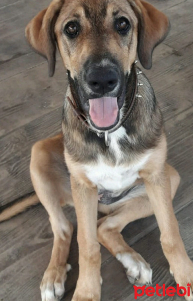 Kangal, Köpek  Artemis fotoğrafı