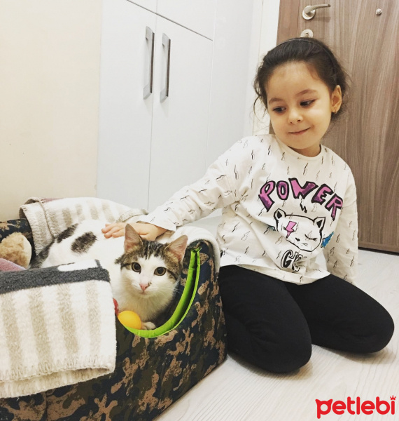 Tekir Kedi, Kedi  Mia fotoğrafı