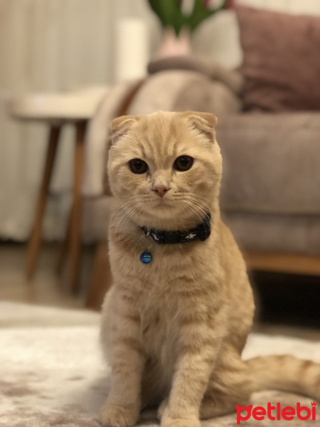 Scottish Fold, Kedi  Tarçın fotoğrafı